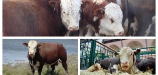 Tipos y colores de vacas en Rusia y el mundo, cómo se ve el ganado, características de las razas.