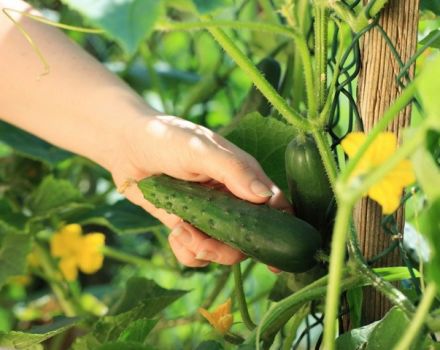 Warum sind Gurken im Gewächshaus und im Garten bitter und was tun?