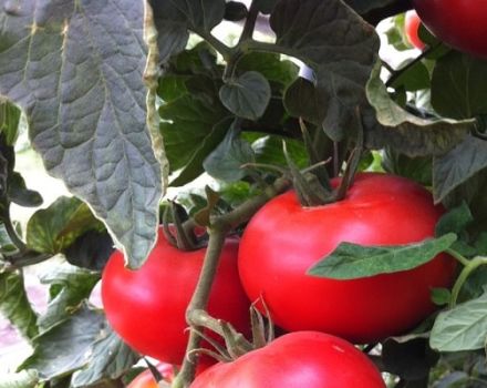 Beschreibung der Tomatensorte Barin, Anbau- und Ertragsmerkmale
