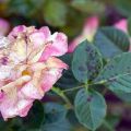 Как да се лекува черно петно ​​върху рози, ефективни лечения