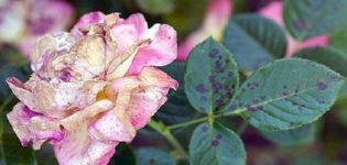 Wie man schwarze Flecken auf Rosen behandelt, wirksame Behandlungen