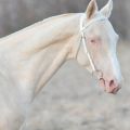 У којим се врстама налазе коњи из одеће Исабелла и порекло боје