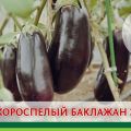 وصف لمجموعة متنوعة من الباذنجان الملحمي ، وميزات الزراعة والرعاية