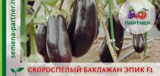 Opis odrody Epický baklažán, vlastnosti kultivácie a starostlivosti