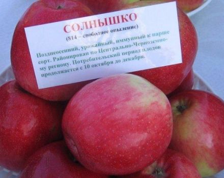 Описание и характеристики на ябълковото дърво Солнишко, правила за засаждане и грижи