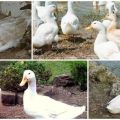 Types and weight of Indo-Ducks, description and features of the white French breed
