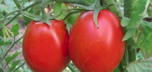 Description of the Adeline tomato variety and its characteristics