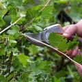 Cuándo y cómo podar adecuadamente las grosellas para una buena cosecha