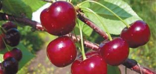 Descripción y características de las cerezas Zvezdochka, diferencia de la variedad Nord Star.