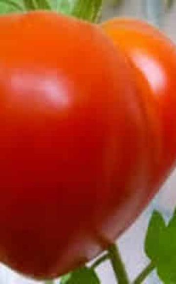 وصف صنف الطماطم اليابانية وخصائصها