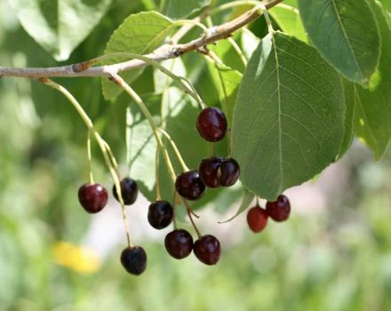 Descripción de la variedad de cereza Magaleb Antipka, que crece a partir de semillas y consejos para el cuidado.