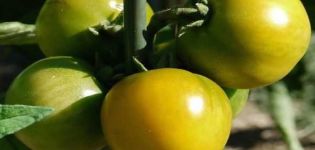 Descrição da variedade de tomate Amber 530, rendimento e características
