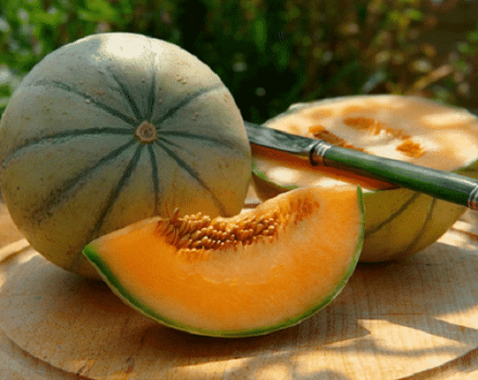 Descrição da variedade de melão Cantaloupe (Musk), seus tipos e características