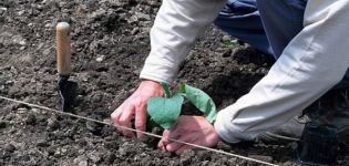 Como plantar corretamente berinjela em campo aberto: esquema de plantio, medidas agrotécnicas, rotação de culturas
