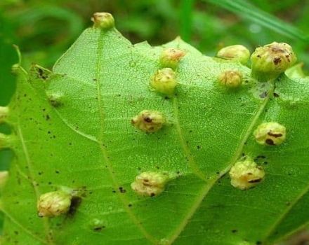 Biện pháp phòng trừ bệnh phylloxera trên nho và phòng trừ, chống chịu sâu bệnh hại của giống nho