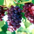Описание и характеристики на устойчивия сорт и култивиране на кардинален грозде
