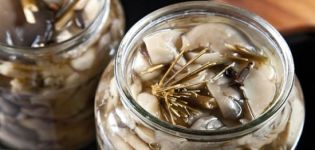 TOP 10 deliciosas receitas para fazer cogumelos ostra em conserva para o inverno em casa