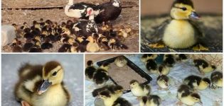 Do I need to take the ducklings from the Indo-duck and what to do after hatching