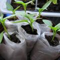 Comment plonger correctement les tomates dans les couches et les faire pousser