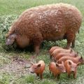 Macar mangalitsa domuz ırkı, bakımı ve ıslahının özellikleri ve tanımı