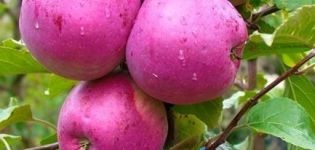 Description and characteristics of the Liberty apple variety, planting and care features