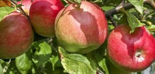 Описание на сорта Apple Carpet, основни характеристики и отглеждане