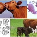 Causas e sintomas da tricomoníase em bovinos, tratamento e é perigosa para humanos