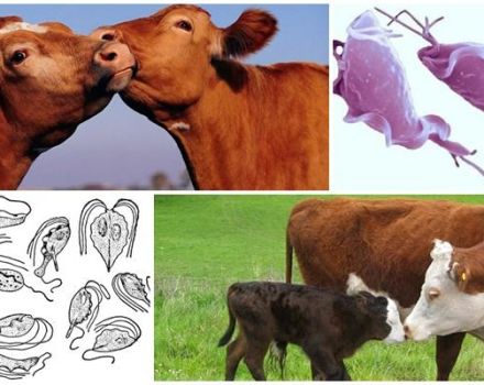 Příčiny a příznaky trichomoniázy u skotu, léčba a to, zda je pro člověka nebezpečný