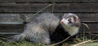 How to catch a ferret in a chicken coop and the best methods of dealing with the animal