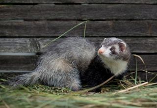 Kaip pagauti šešką vištienos kooperatyve ir geriausi metodai, kaip elgtis su gyvūnu