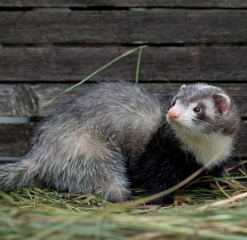 How to catch a ferret in a chicken coop and the best methods of dealing with the animal