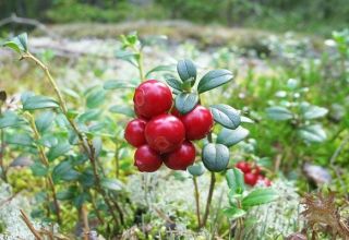 Plantar e cuidar de lingonberries de jardim, reprodução e cultivo no país