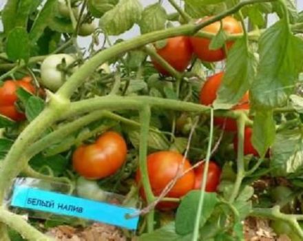 Kjennetegn og beskrivelse av tomatsorten Hvit fylling, utbytte og dyrking