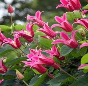 Descrição e sutilezas do cultivo de variedades de clematis Princesa Diana