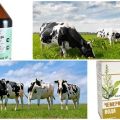Instructions for use and doses of hellebore tincture for cattle, analogues