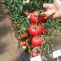 Descrição da variedade de tomate Moulin Rouge, suas características e cultivo