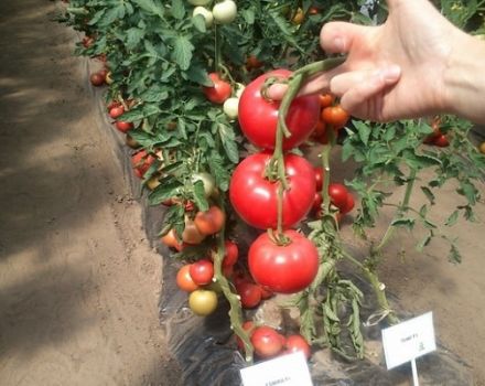 Description of the tomato variety Moulin Rouge, its characteristics and cultivation