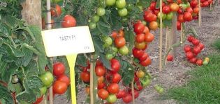 Beschreibung der produktiven Tomatensorte Testi f1 und ihres Anbaus