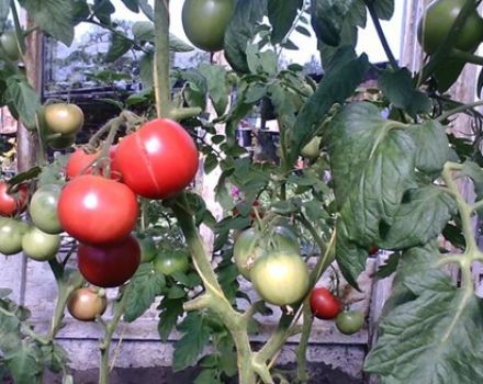 Egenskaber og beskrivelse af tomatsorten Puzatiki