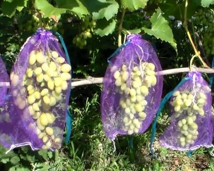 Hogyan lehet megvédeni és megszabadulni a darázson a szőlőtől érés közben, mit kell tenni a harchoz?