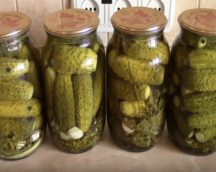 TOP 12 deliciosas receitas passo a passo de pepinos em conserva para o inverno
