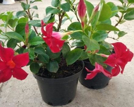Nuôi và chăm sóc mắt viễn thị tại nhà, phương pháp sinh sản