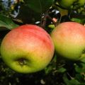 Descrição da variedade de macieiras Pobeda (Chernenko) e características de produção