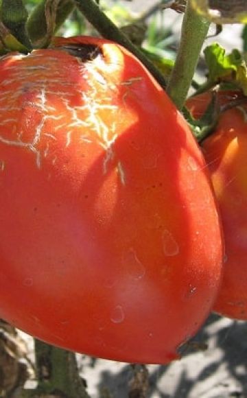 Beskrivelse af den Trans nye tomatvariant, dens egenskaber og udbytte