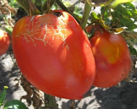 Beschreibung der neuen Tomatensorte Trans, ihrer Eigenschaften und ihres Ertrags