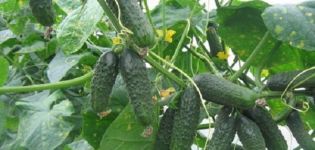 Опис сорте краставца Куманек ф1, његове карактеристике и принос