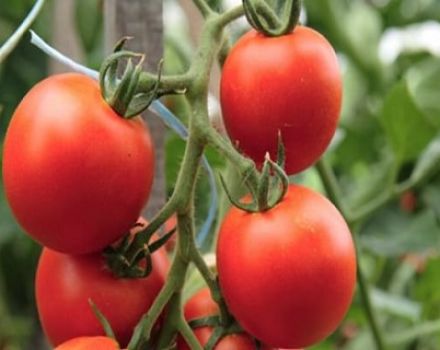 Παραγωγικότητα με χαρακτηριστικά και περιγραφή της ποικιλίας ντομάτας Kostroma