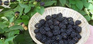 Descripción y características de las moras Ruben, tecnología de plantación y cuidado.