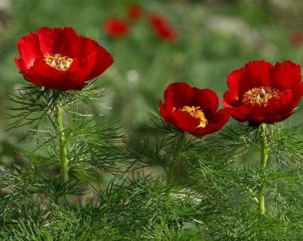 Περιγραφή παιωνίας με λεπτόφυλλα, φύτευση και φροντίδα στο ανοιχτό χωράφι