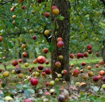 Priežastys, kodėl slyva krenta anksčiau nei ji subręsta, ir ką daryti